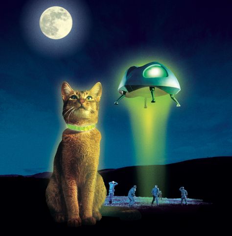 The cat from outer space The Cat From Outer Space, Cat From Outer Space, Types Of Aliens, Alien Artifacts, Dream Core, Disney Cats, Cat Reference, Animal Magic, Aliens And Ufos