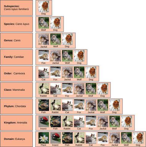 Taxonomic classification Taxonomy Biology, Taxonomic Classification, Phylogenetic Tree, Biology Textbook, Dna Technology, Kingdom Animalia, Life On Earth, Cat Pictures, Unique Names