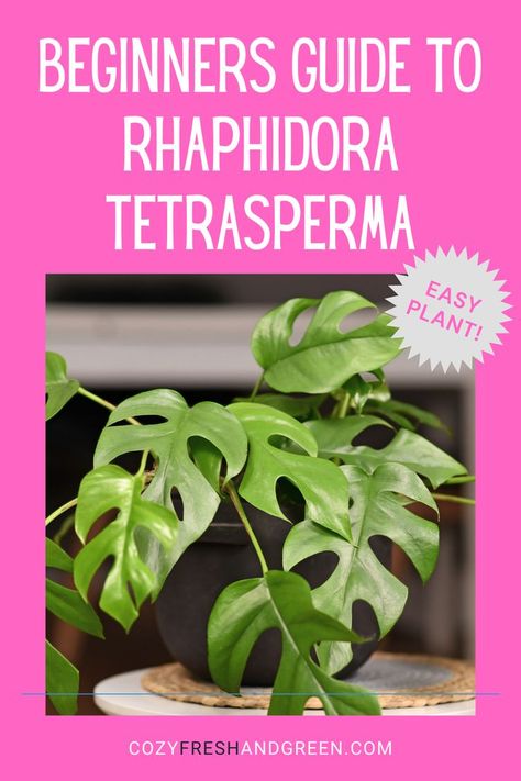 Rhaphidophora Tetrasperma Trellis, Rhaphidophora Tetrasperma Care, Tetrasperma Rhaphidophora, Raphidophora Tetrasperma Climbing, Indoor Plant Care Guide, Growing Strong, Indoor Plant Care, New Roots, Climbing Vines