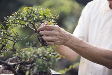 Horticultural Therapy Uses Nature to Help Heal Magical Photography, New Hospital, Healing Garden, Live Tree, California Garden, Harvest Recipes, Work Skills, Nature Sounds, Macro Photos