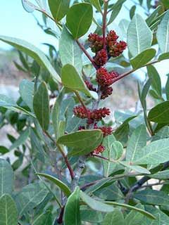 Pistacia lentiscus ( Lentisco verdadeiro ou Aroeira) Pistacia Lentiscus, Mastic Tree, Mastic Gum, Juniperus Communis, Laurus Nobilis, Clay Soil, Lavandula Angustifolia, Natural Treatments, Chia