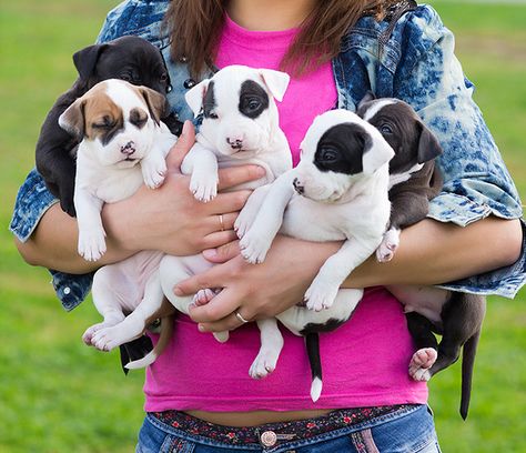 A Beginner's Guide to Finding Responsible Dog Breeders | Dogster Dog Breeding Business, Dog Behavior Problems, House Training Dogs, Dog Business, Super Cat, Aggressive Dog, Best Dog Training, Dog Breeder, Dog Obedience