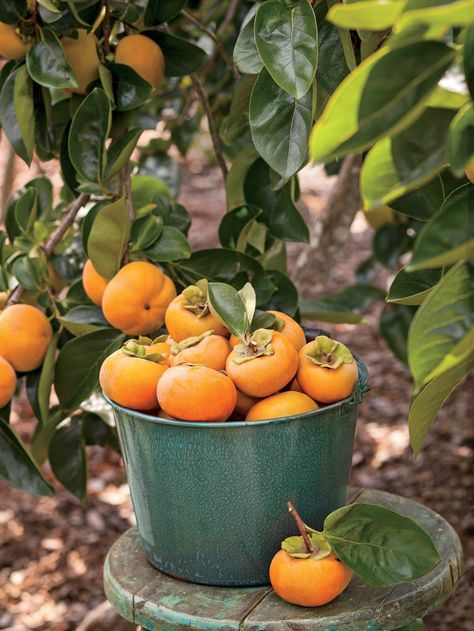 Fuyu Persimmon Tree, Persimmon Tree, Growing Blackberries, Persimmon Fruit, Balkon Decor, Growing Fruit Trees, Garden Idea, Low Maintenance Garden, Food Forest