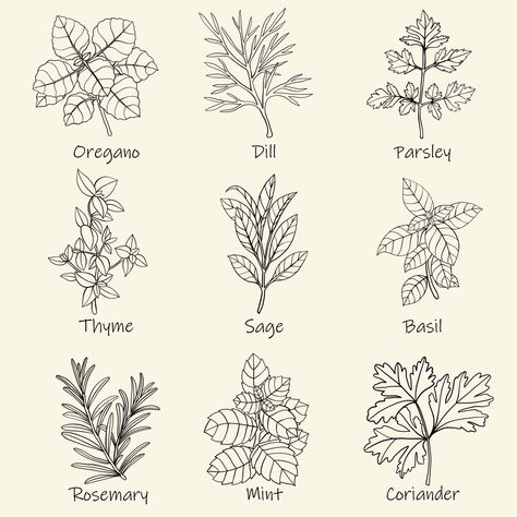 Grimoire Ideas, Herb Embroidery, Freehand Sketch, Herbs Illustration, Herb Labels, Plant Sketches, Fineliner Art, Witch Herbs, Culinary Herbs