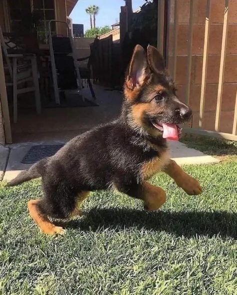 Dog Training Ideas, Baby German Shepherds, German Sheperd Dogs, German Shepherd Pictures, Funny German Shepherd, Shepherd Dog Breeds, Dog Mommy, Training Ideas, German Shepherd Puppy