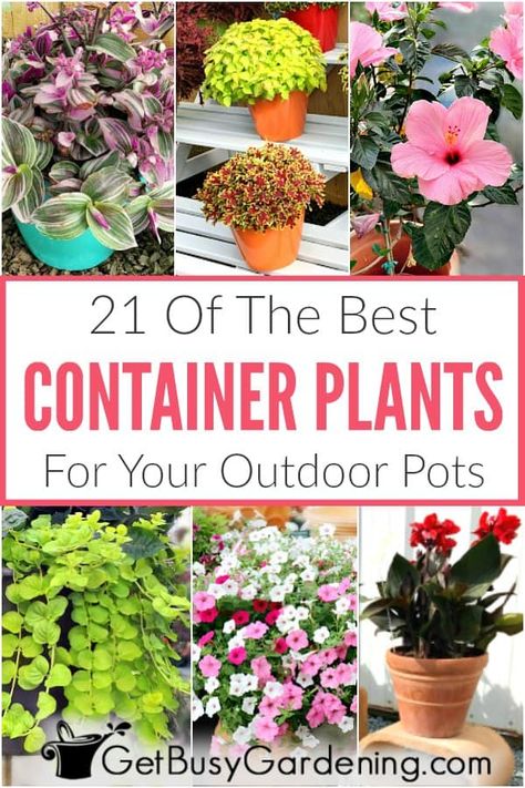 Choosing outdoor summer container plants should be easy, not overwhelming. Whether you’re looking for container gardening plants for your full sun front porch, or a shade patio or balcony. Or you want low maintenance or drought tolerant plants, large, tall or small, for combinations or individuals. Whatever you’re looking for, you’ll find tons of ideas here. This list of plants for pots includes flowers, tropical plants, succulents, foliage plants, and more! Pot Plants Outdoor Patio, Best Container Plants, Porch Styling, Plants For Pots, Full Sun Container Plants, Garden Mosaics, Potted Plants Patio, Patio Container Gardening, Tropical Patio