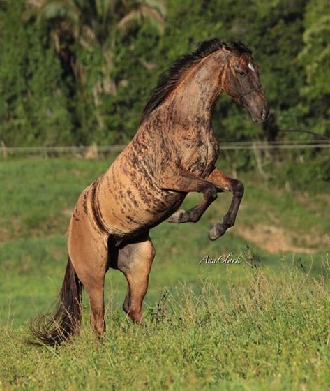 TIGRESS DASH - a distinctive brindle colored horse Brindle Horse, Rare Horse Colors, Unusual Horse, Horse Family, Horse Markings, Rare Horses, Winter Horse, Horse Colors, American Quarter Horse