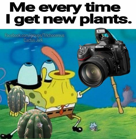 Plant Jokes, Gardening Plants, Cactus Art, Plant Lady, How I Feel, Horticulture, Botany, Memes Quotes, Abc