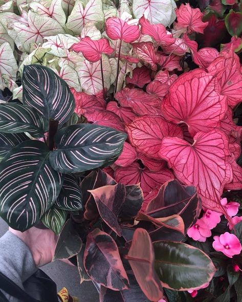 Calathea Ornata, Plant Goals, Pink Plant, Plant Aesthetic, House Plants Decor, House Plants Indoor, Pretty Plants, Foliage Plants, Plant Mom