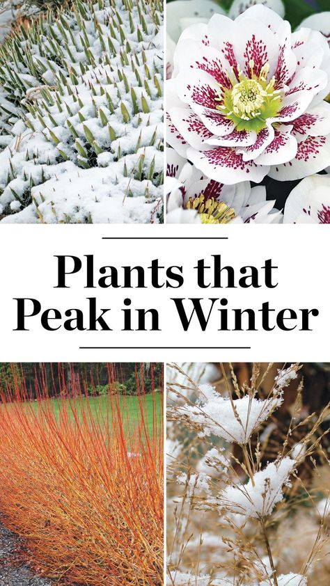 Winter Garden In Texas, Zone 5 Winter Garden, Landscaping For Winter, Plants That Stay Green In Winter, Uk Native Garden Plants, Winter Planting Ideas, Winter Interest Plants, Winter Landscape Ideas, Winter Interest Garden