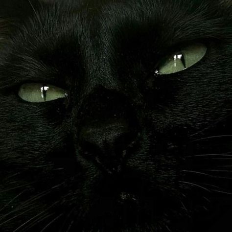 Dark Green Moodboard, Dark Chaotic Academia, Green Moodboard, Poetry Music, Chaotic Academia, Black Aesthetic, Green Eyes, Black Cat, We Heart It