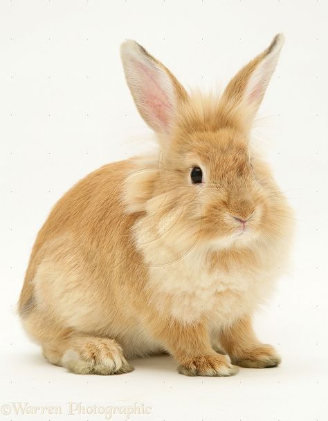 Lionhead Rabbit Lion Head | WP10560 Sandy Lionhead-cross rabbit. Rabbit Lionhead, Lion Head Rabbit, Lionhead Rabbit, Easter Paintings, Rabbit Photos, Bunny Tattoos, Fawn Colour, Draw Ideas