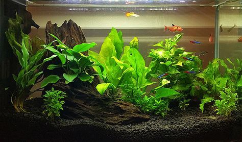 Planted Betta Tank, Salt Water Aquarium, Fish Tank Themes, Goldfish Tank, Amazing Aquariums, Fish Tank Terrarium, Cool Fish Tanks, Fish Tank Design, Aquascape Design