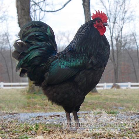 Black Giant Chicken, Jersey Giant Chickens, Breeds Of Chickens, Black Australorp, Jersey Giant, Giant Chicken, Chicken Coop Garden, Poultry Equipment, Day Old Chicks