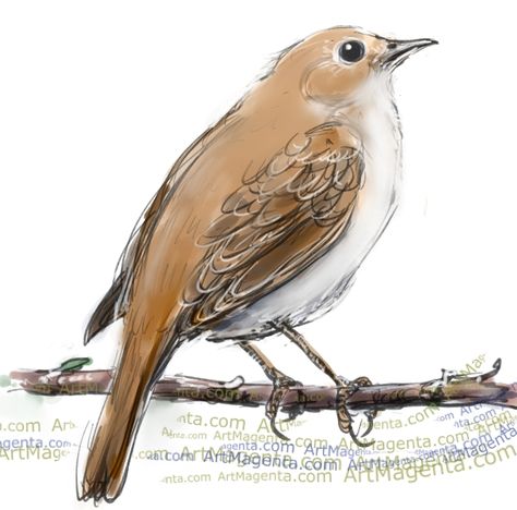 Bird of the Day: Nightingale Nightingale Tattoo, Nightingale Bird, Paint Birds, Gesture Drawings, 30 Day Drawing Challenge, Figure Drawings, Urban Sketches, Bird Paintings, Painting And Drawing