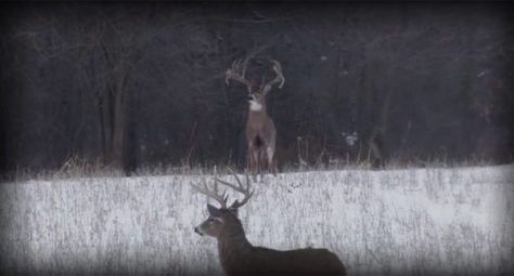 Feast Your Eyes on the Largest Wild Buck EVER Caught on Camera! Whitetail Hunting, Whitetail Deer Pictures, Big Deer, Whitetail Bucks, Deer Pictures, Deer Stand, Mule Deer, Whitetail Deer, Deer Hunting