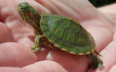 baby red ear slider turtle Turtles For Sale, Red Eared Slider Turtle, Turtle Facts, Slider Turtle, Galapagos Tortoise, Red Eared Slider, Mini Turtles, Pet Turtle, Aquatic Turtles