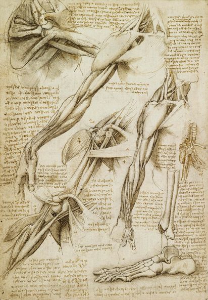 We can learn a great deal from analyzing Leonardo da Vinci drawings. Here are five lessons from this Renaissance master. Leonardo Da Vinci Dibujos, Human Anatomy Art, Anatomy Sketches, Anatomy For Artists, Anatomy Study, Wallpaper Laptop, Sketchbook Pages, Scientific Illustration, Anatomy Drawing