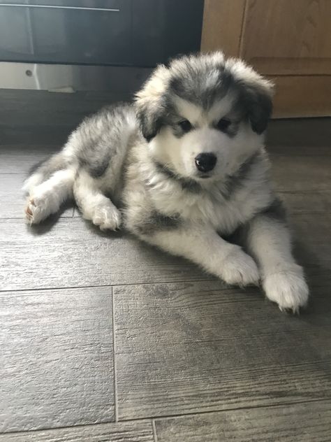 Malamute Husky Puppy, Alaskan Malamute Puppy Fluffy, Malamute Aesthetic, Alaskan Malamute Aesthetic, Alaskan Malamute Puppy, Alaskan Dog, Puppies Cutest, Malamute Puppy, Alaskan Malamute Puppies