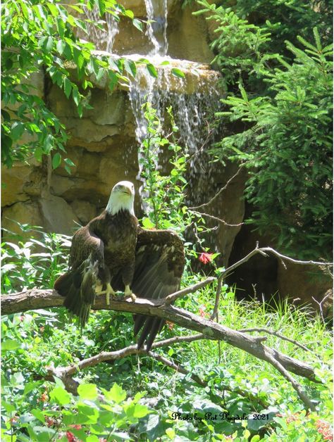 Cincinnati Zoo Cincinnati Zoo, American Bald Eagle, Bald Eagle, Cincinnati, Birds, Quick Saves