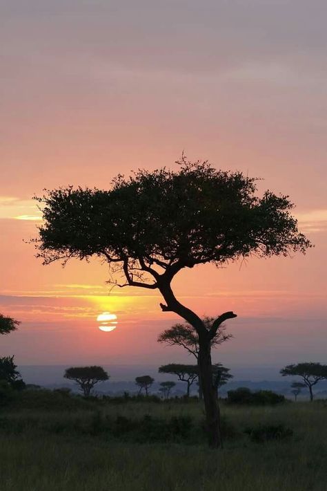 Sunrise in Maasai Mara, Kenya, Africa. Massai Mara Kenya, Maasai Mara Kenya Pictures, Serengeti Sunset, Maasai Mara Kenya, Africa Sunrise, Masai Mara Kenya, Maasai Mara, Community Space, Table Mountain