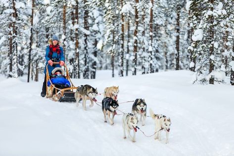 Are you planning to go dog sledding in Rovaniemi on your Lapland trip? This guide details the best husky tours in Rovaniemi, what to wear, and much more! Huskies Sled, Safari Activities, Sled Ride, Alaskan Husky, Lapland Finland, A Husky, Wildlife Park, Jules Verne, Pet Day