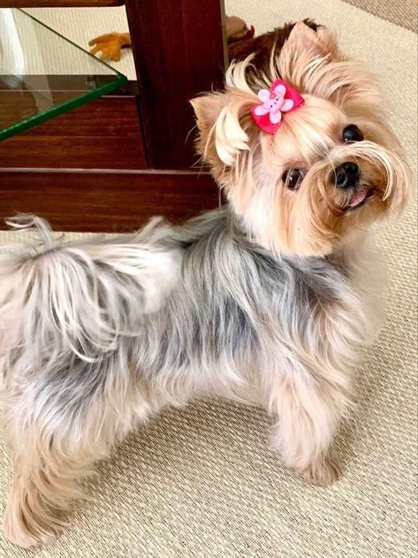 Girl Yorkie Haircut, Yorkie Hairstyles Girl, Yorkshire Haircut, Dog Dye Ideas, Yorkie Puppy Haircuts, Shorkie Dogs, Grooming Yorkies, Yorkie Haircut, Yorkie Painting