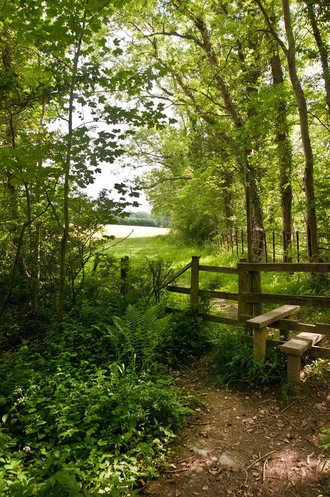 Bassenthwaite Lake ~ Cumbria Forest Pathways, Bassenthwaite Lake, Country Scenery, Wood Path, Ideal Aesthetic, Country Views, Landscape Reference, Lake Side, Button Ideas