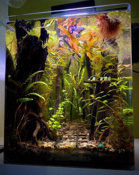 Reptile Shelf, Aqua Plants, Turtle Tanks, Aquarium Inspiration, Animal Enclosures, Biotope Aquarium, Fish Aquarium Decorations, Fish Tank Themes, Aquarium Garden