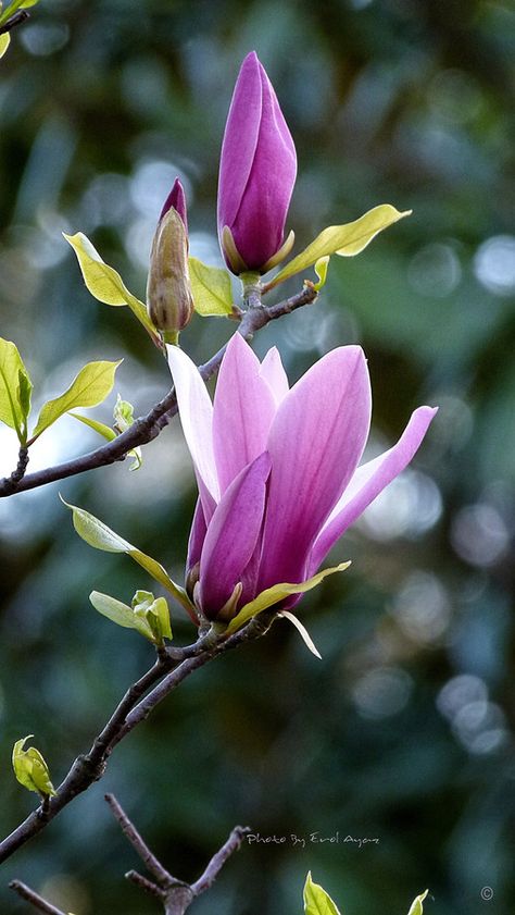 Saucer Magnolia Tree, Yuko Nagayama, Tulip Magnolia, Tulip Tree, Sharp Photo, Flowers Blooming, Magnolia Trees, Magnolia Flower, Flowering Trees