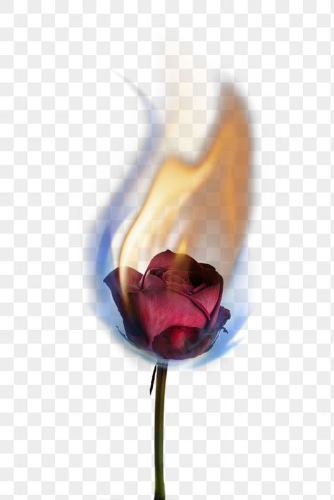 Burning Rose Drawing, Fire Rose Png, Rose Png Aesthetic, Flor Aesthetic, Flower Fire, Rose On Fire, Burning Flowers, Background Overlay, Fire Png