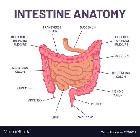 Colon Anatomy, Paramedic Notes, Medical Inspiration, Emt Study, Medical Terminology Study, Anatomy Organs, Medical Assistant Student, Human Digestive System, Sanjeev Kumar