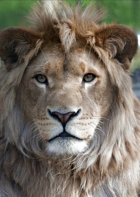 Lion Snarling, Lion Pic, Lion Eyes, Panthera Leo, Lion Photography, Lions Photos, Lion And Lioness, Male Lion, Lion Images