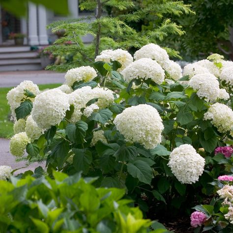 Though it's tough to decide which hydrangeas are the best of the best, these are our top picks for best-blooming hydrangea varieties that reliably look spectacular year after year without a lot of care. #bloomingflowers #hydrangeas #best #easycare #bhg Hydrangea Arborescens Incrediball, Incrediball Hydrangea, Hydrangea Seeds, Annabelle Hydrangea, Hydrangea Shrub, Hydrangea Varieties, Smooth Hydrangea, Hydrangea Arborescens, Bonsai Flower