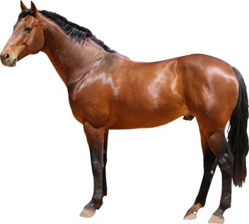 Horse Animal Pictures For Kids, Horse Png, Free Download Pictures, Thoroughbred Horse Racing, Free Horses, Wild Animals Pictures, Horse Art Print, New Background Images, Thoroughbred Horse