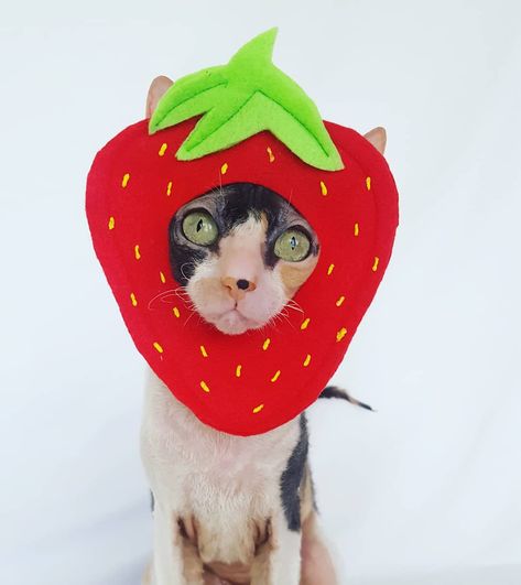 Happy National Strawberry day! ^ Beatrice Ticketyboo, cat hat by Michelle Duni. ~ Some are sweet, some are saucy! Some are timid some are bossy! But no matter the shape, or type, or size, cats are the best and it's no surprise! Catwoman Halloween Costume, Chat Diy, Amazing Halloween Costumes, Cats Halloween, Creepy Costumes, Chat Halloween, Cat Halloween Costume, Puffy Paint, Outfit Halloween