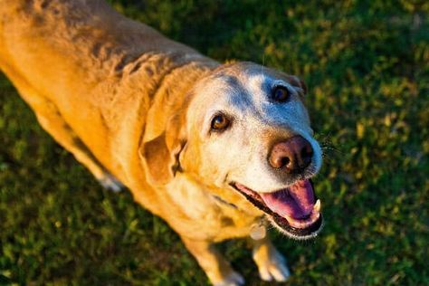 Gabapentin Side Effects in Dogs Are Nothing to Fear - Dr. Buzby's ToeGrips for Dogs Golden Retriever Training, Dog Ages, Labrador Retrievers, Bad Dog, Older Dogs, Baby Puppies, Old Dogs, Senior Dog, Golden Retrievers