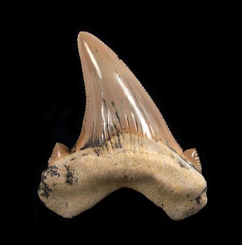 Carcharocles auriculatus - an extinct early predecessor of the Megalodon shark. This is an late Eocene tooth from Dakla, Morocco. The Megalodon, Sharks Tooth, Sharks Teeth, Megalodon Shark, Teeth Shape, Megalodon Tooth, Prehistoric World, Amber Fossils, Treasure Hunter