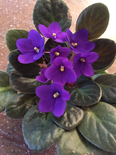 African Violets Tattoo, African Violet Tattoo Black And White, Violet Flower Photography, African Violet Tattoo, African Violet Flower, Violet Tattoo, Cat Safe Plants, African Violets Plants, Violet Aesthetic