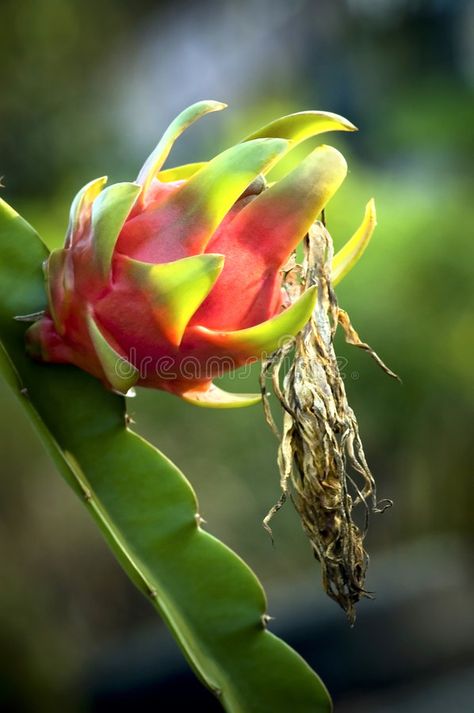 Dragon Fruit. (a.k.a. Hylocereus undatus , #spon, #Fruit, #Dragon, #undatus, #Hylocereus #ad Dragon Fruit Background, Dragon Fruit Dragon, Dragon Fruit Photography, Dragon Fruit Farm, Dragon Fruit Flower, Dragon Fruit Varieties, Cactus Types, Types Of Fruit, Dragon Images