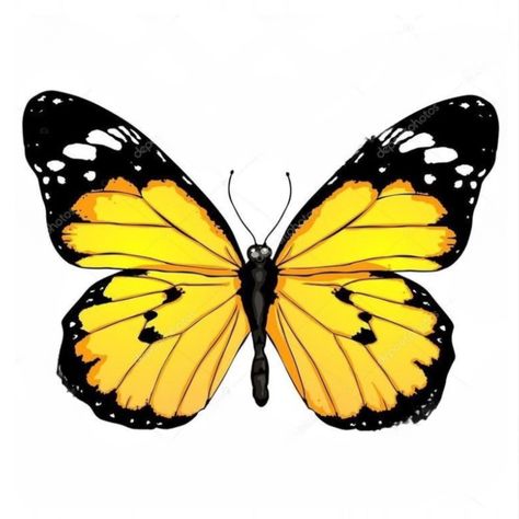 Yellow Tiger Butterfly Yellow Butterfly Drawing, Yellow Monarch Butterfly, Tiger Butterfly, Photography Tea, Butterflies Activities, Butterfly Art Drawing, Butterfly Png, Butterfly Art Painting, Butterfly Art Print