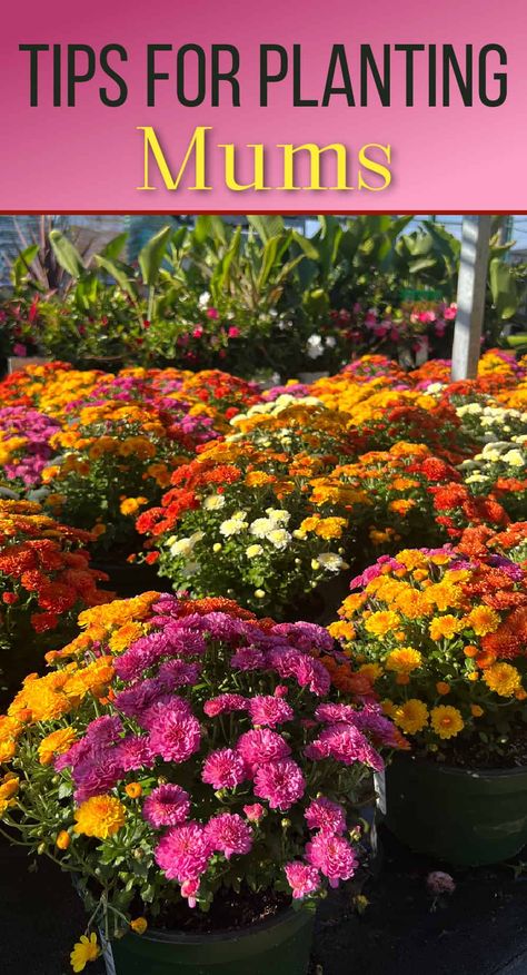 Do Mums Come Back Every Year, Mums In Tall Planters, Planting Mums In Ground, Garden Mums Landscape, Mums Planted In Ground, Mums In Flower Bed, Mum Colors Combinations, How To Plant Mums In Ground, Mum Garden Ideas