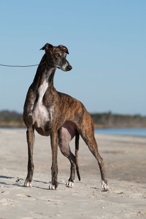 Greyhound Breed, Greyhound Pictures, Grey Hound, Impossible Pie, Bully Dog, Grey Hound Dog, Italian Greyhound, Hound Dog, Dog Show