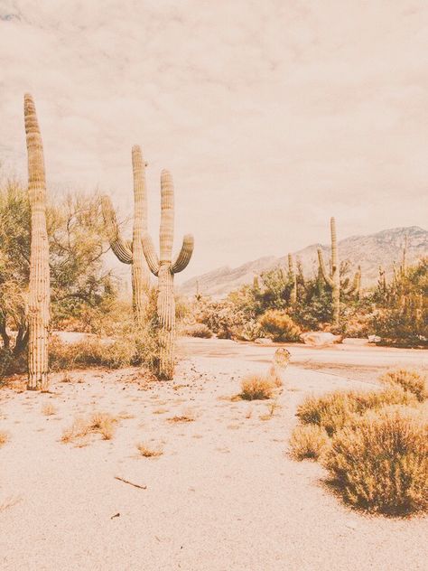 Dm me for credit if this is your image! Desert aesthetic peachy aesthetic Desert Tattoos, Clan Ideas, Southwest Aesthetic, Aesthetics Pics, Peachy Aesthetic, Desert Boho, Desert Aesthetic, Sun Aesthetic, Desert Living