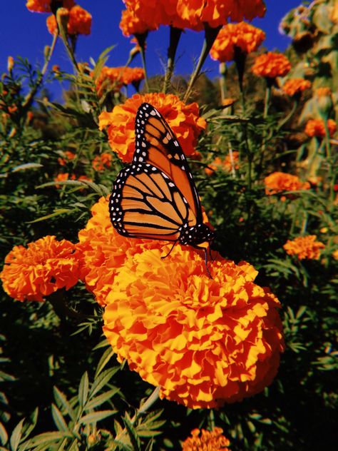 Monarch Butterfly Mexico, Mexican Flowers Aesthetic, Aesthetic Marigold, Orange Butterfly Aesthetic, Marigold Flower Aesthetic, Monarch Butterfly Wallpaper, Monarch Butterfly Aesthetic, Monarch Aesthetic, Monarch Butterfly On Flower