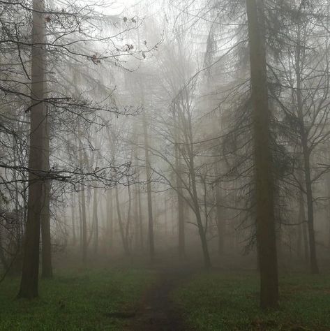 Supernatural Forest Aesthetic, Foggy Weather Aesthetic, Fog Forest, Outside View, Widget Board, Edge Of The Universe, Dark Forest Aesthetic, Foggy Weather, Foggy Forest