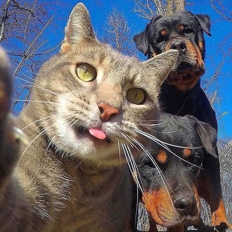 9 mentions J’aime, 2 commentaires - ben_lamo (@benl_amo) sur Instagram : "Selfie with my friends. . . . . . . . . . . #cat #catsofinstagram #cats #catstagram #catsagram…" Animal Tumblr, Funny Cat Wallpaper, Cat Selfie, Funny Animal Photos, Dog Selfie, Funny Animal Memes, Funny Cute Cats, Cute Kittens, Cute Cats And Dogs