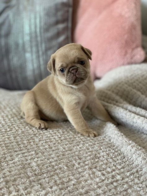 Pug Puppies For Sale | Springfield, IL Baby Pugs For Sale, Pugs For Sale, Teacup Pug, White Pug, Pug Puppies For Sale, Pug Breed, Puppy Pug, Pet Pug, Old Pug