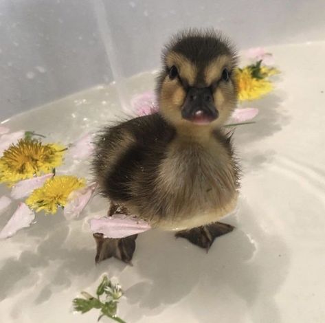 Have A Happy Weekend, Happy Weekend, Ducks, Bath, Water, Flowers