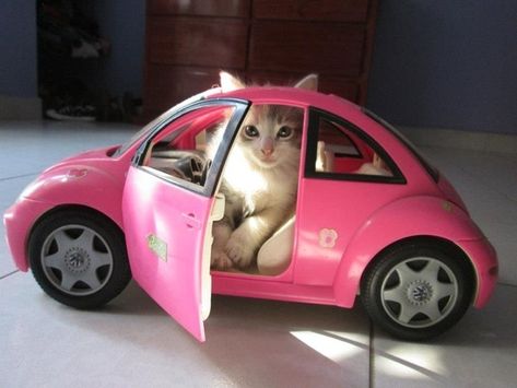 Pink Car, Silly Cats, Cats Meow, Crazy Cat Lady, Crazy Cats, Cat Pics, Cat Love, Cool Cats, Kittens Cutest